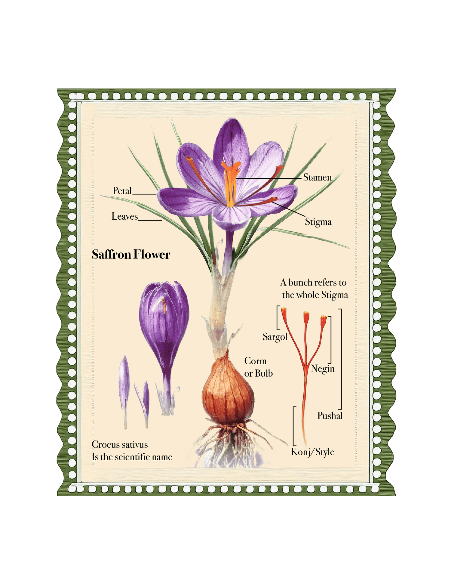 Saffron_diagram_stamp-min